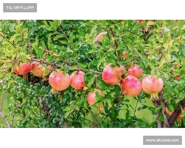 如何提高红石榴产量揭秘背后的种植技巧与养护秘诀 如何提高红石榴产量揭秘背后的种植技巧与养护秘诀