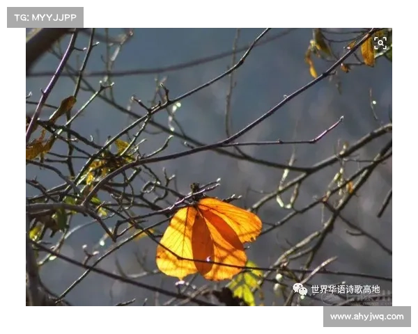 提升高地红石榴产量的科学管理与技术措施全攻略 提升高地红石榴产量的科学管理与技术措施全攻略